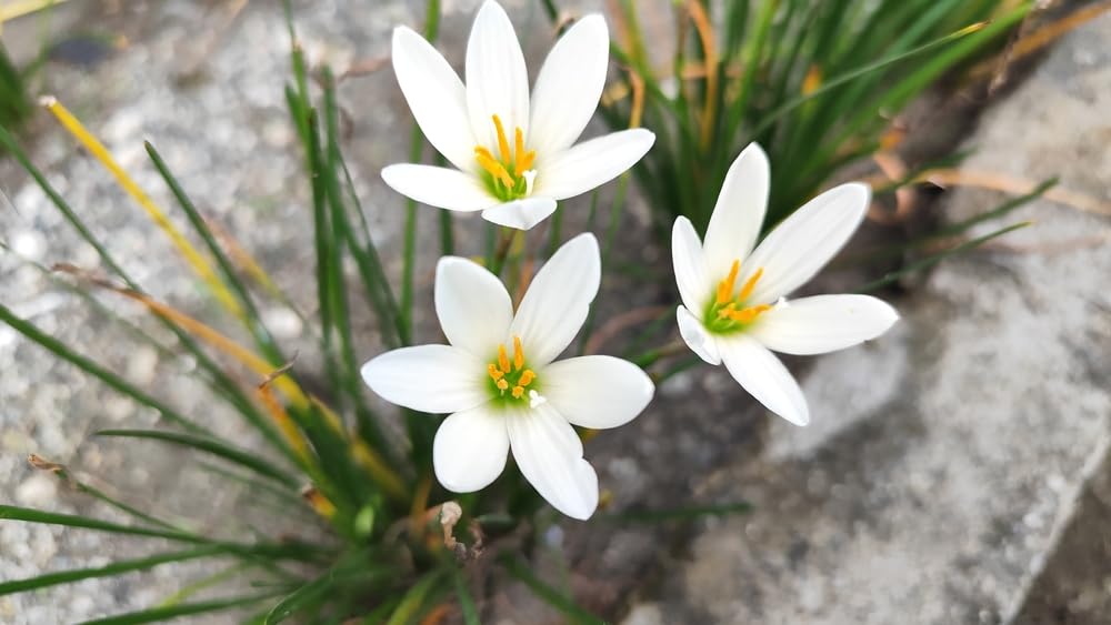 Amazon.com : White Rain Lily Bulbs for Planting – Zephyranthes
